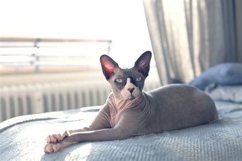 How to Care for a Hairless Cat